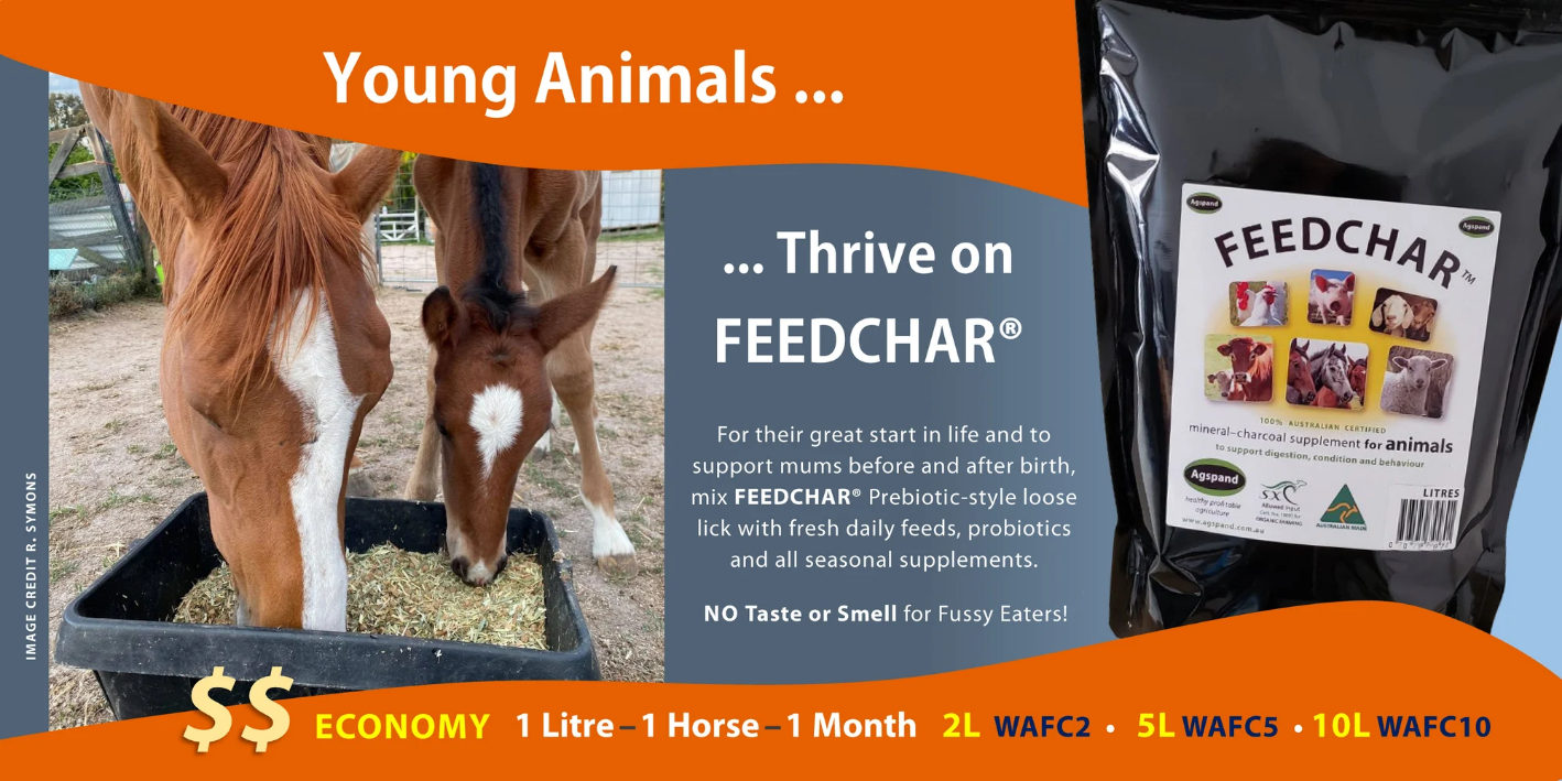 ED FEEDCHAR Foal Banner Dec 25