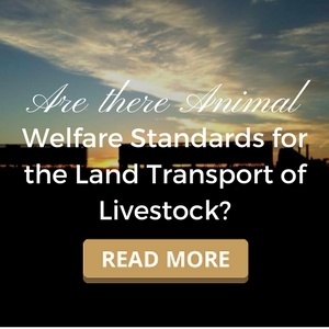 Are there Animal Welfare Standards for the Land Transport of Livestock?