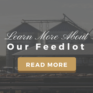 Learn More About Our Feedlot