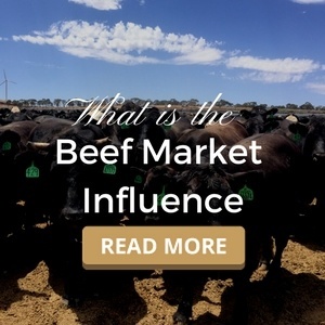 Beef Market Influence